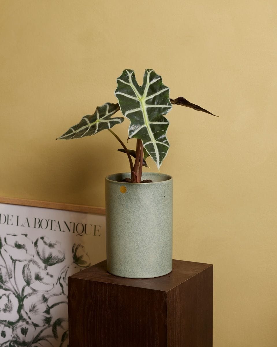 Alocasia Elefantenohr Polly