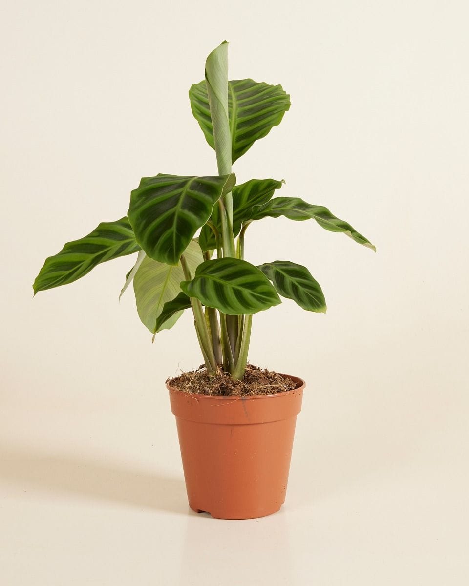 Calathea Pfeilwurze Zebrina