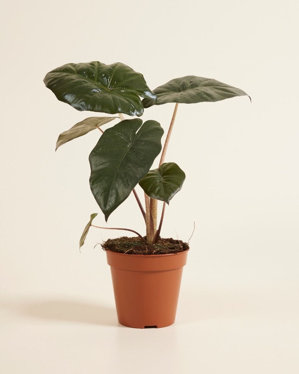 Alocasia Elephant Ears Yucatan Princess