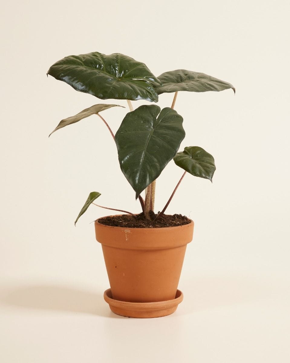 Alocasia Elephant Ears Yucatan Princess
