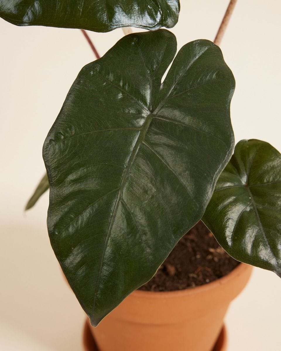 Alocasia Elephant Ears Yucatan Princess