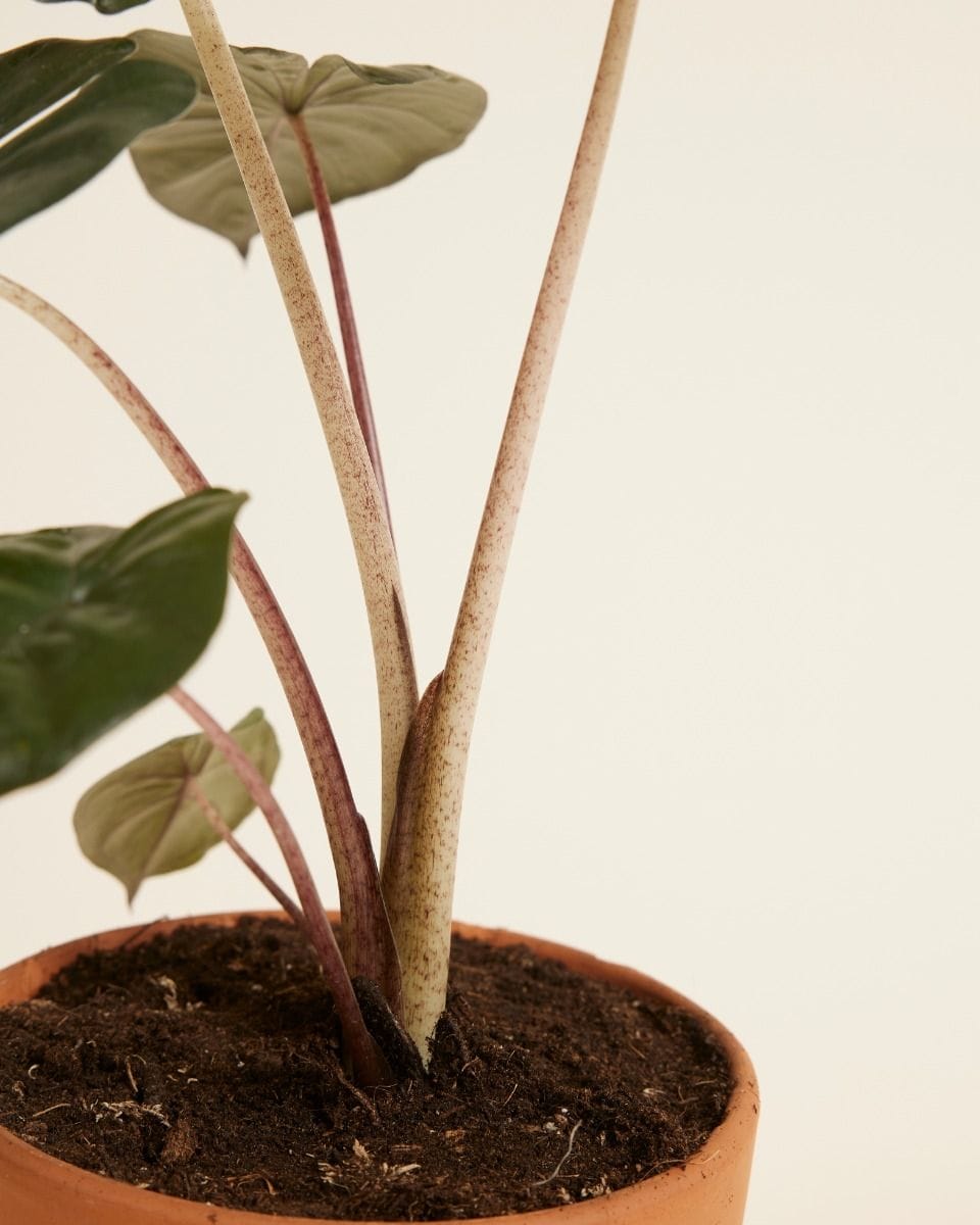 Alocasia Elephant Ears Yucatan Princess