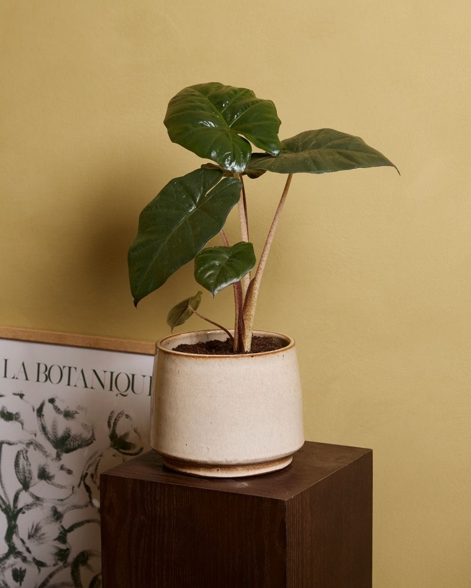 Alocasia Elephant Ears Yucatan Princess