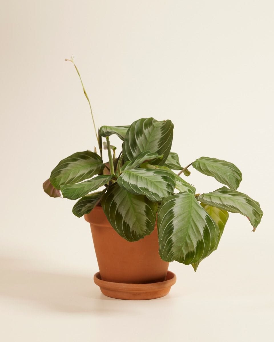 Maranta Silver Band