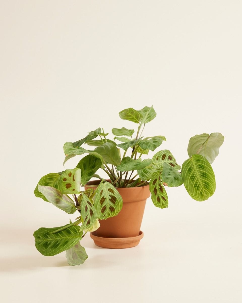 Maranta Light Veins