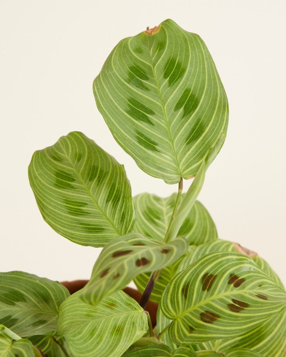 Maranta Light Veins