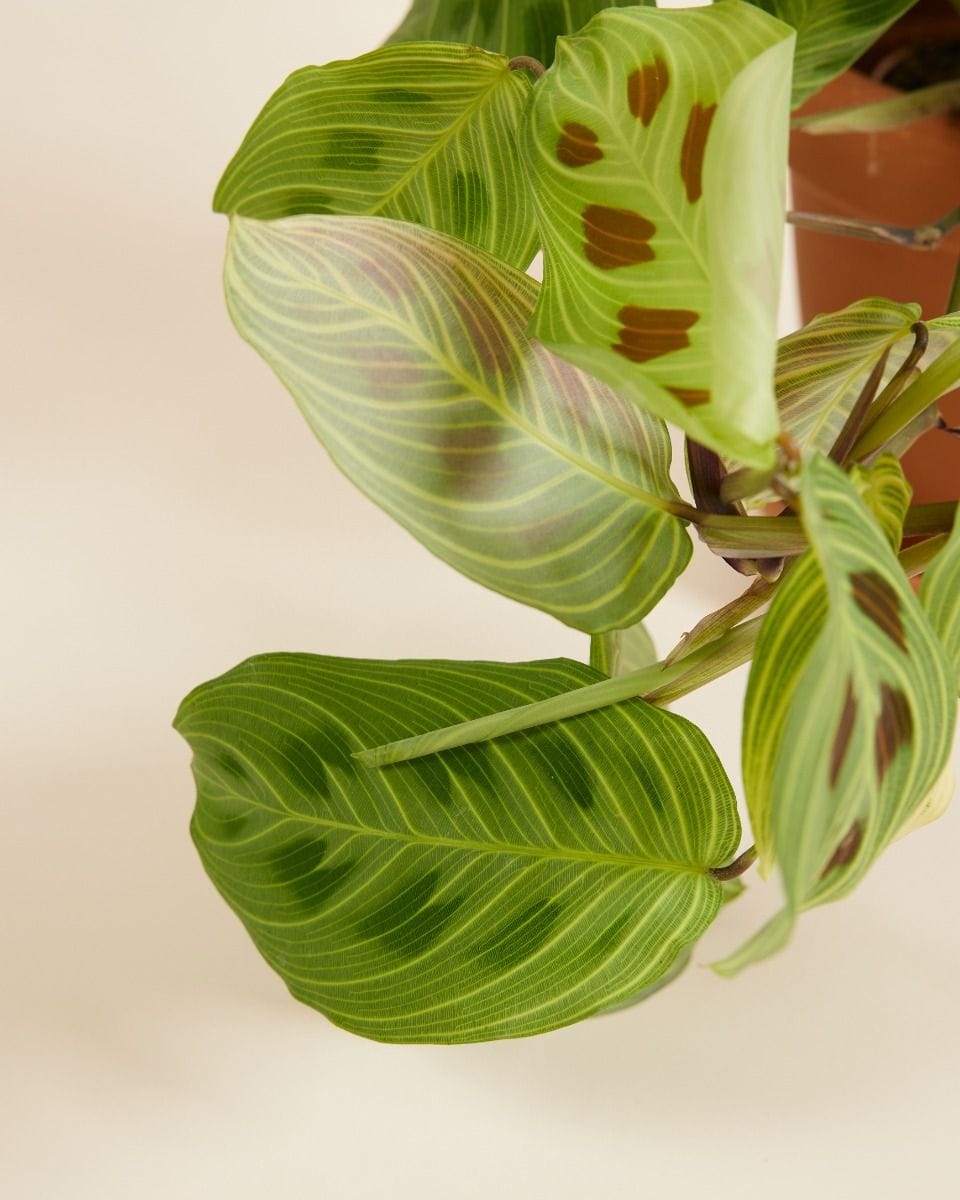 Maranta Light Veins