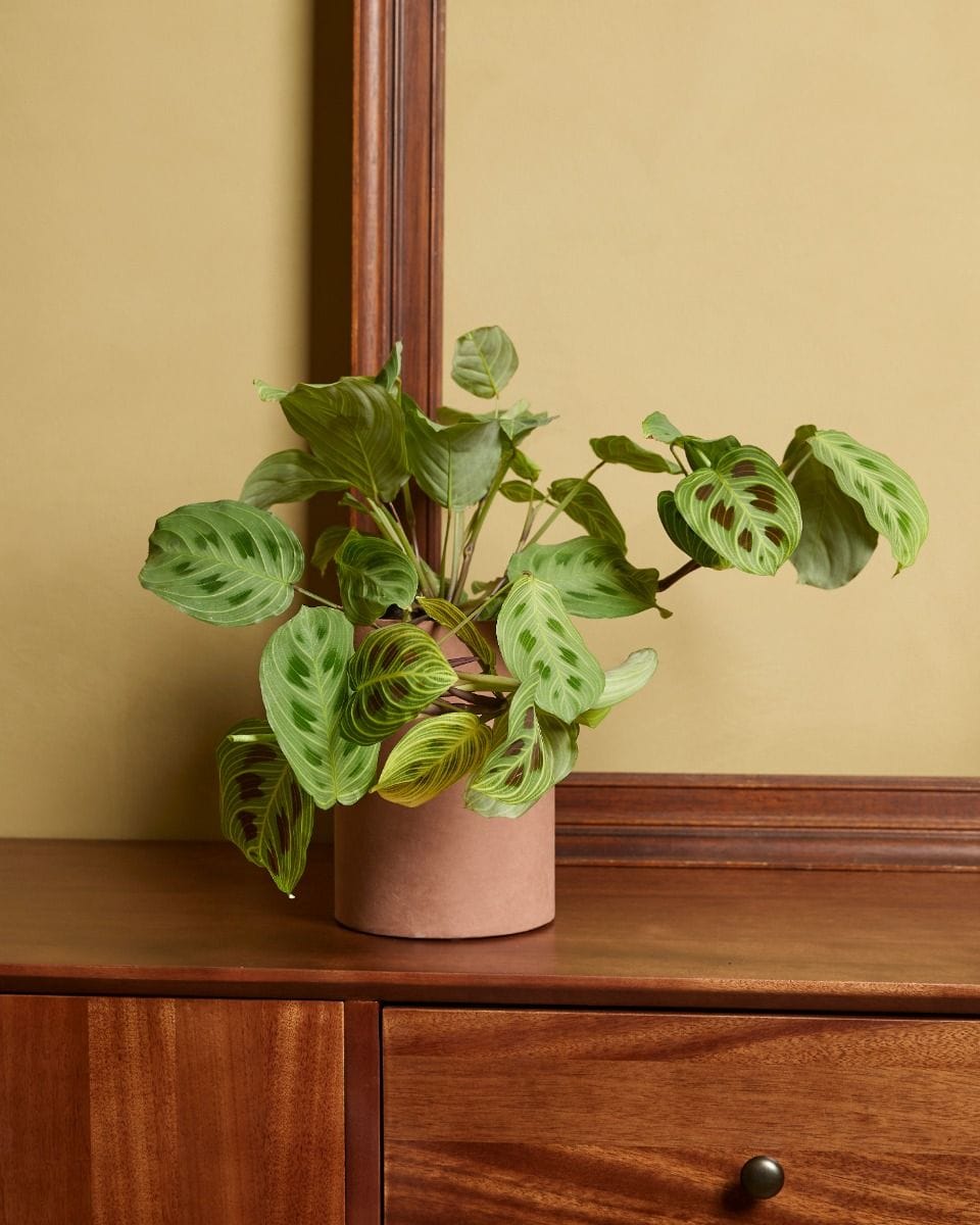 Maranta Light Veins