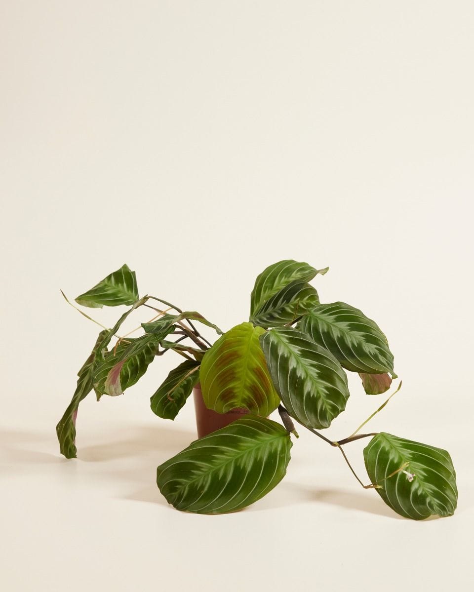 Maranta Cat Moustache (NoID)