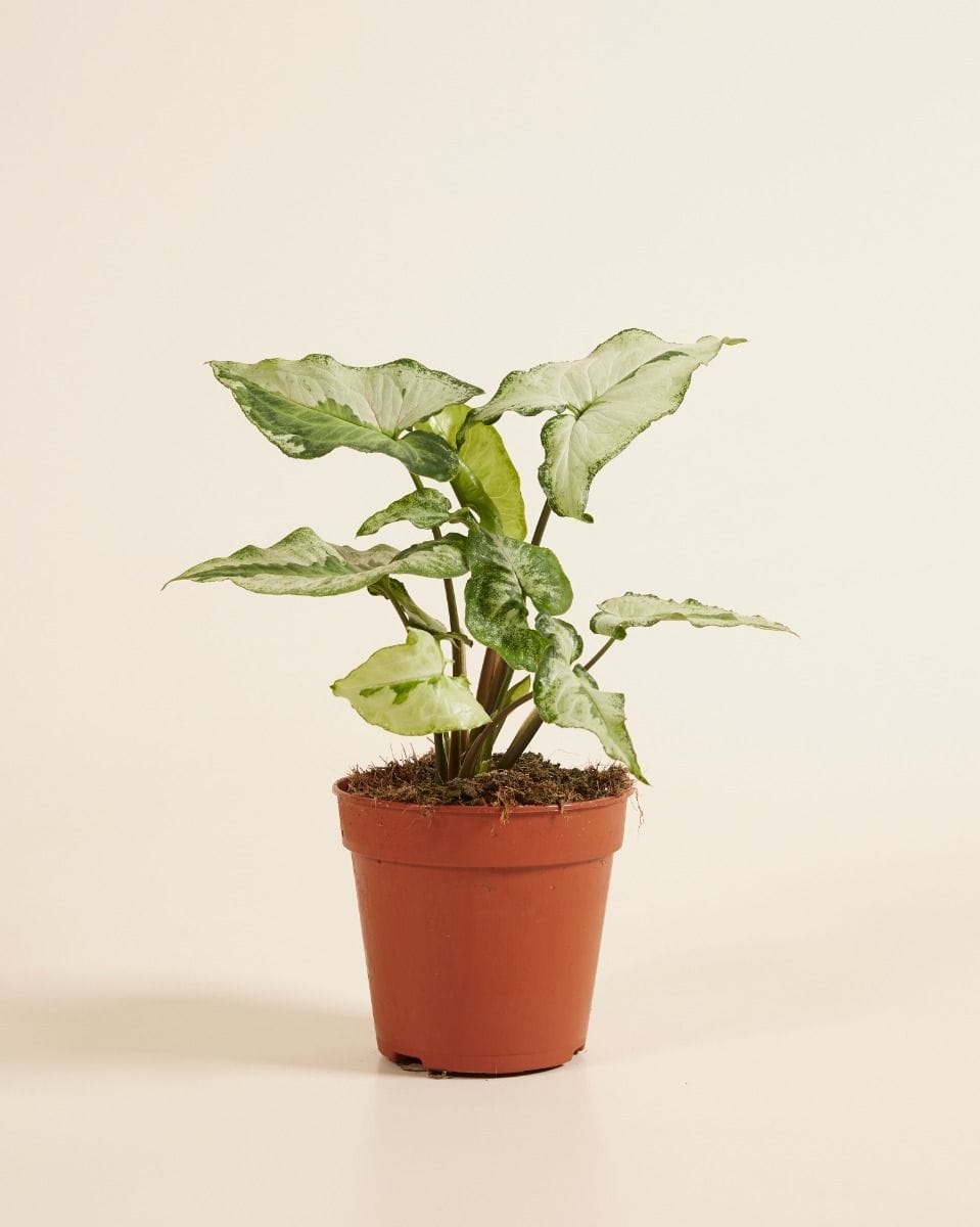 Syngonium Three Kings