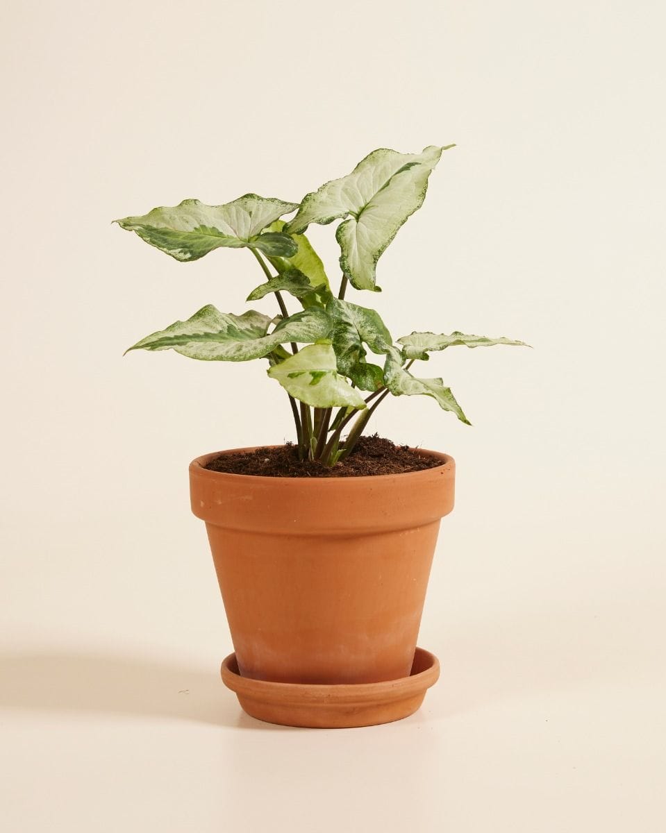 Syngonium Three Kings