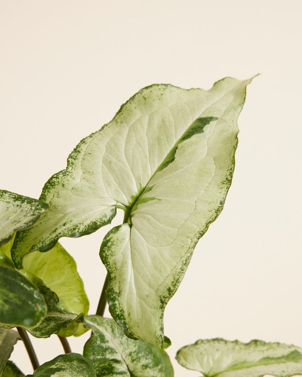 Syngonium Three Kings
