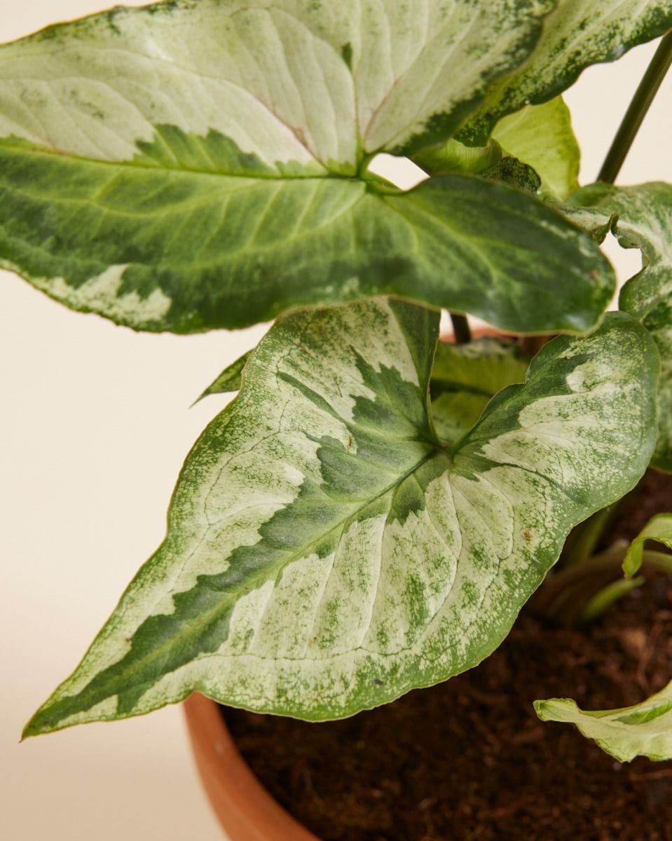 Syngonium Three Kings