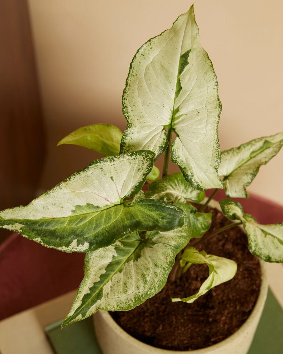 Syngonium Three Kings