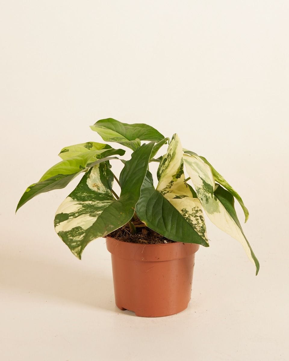 Syngonium Yellow Aurea Variegata
