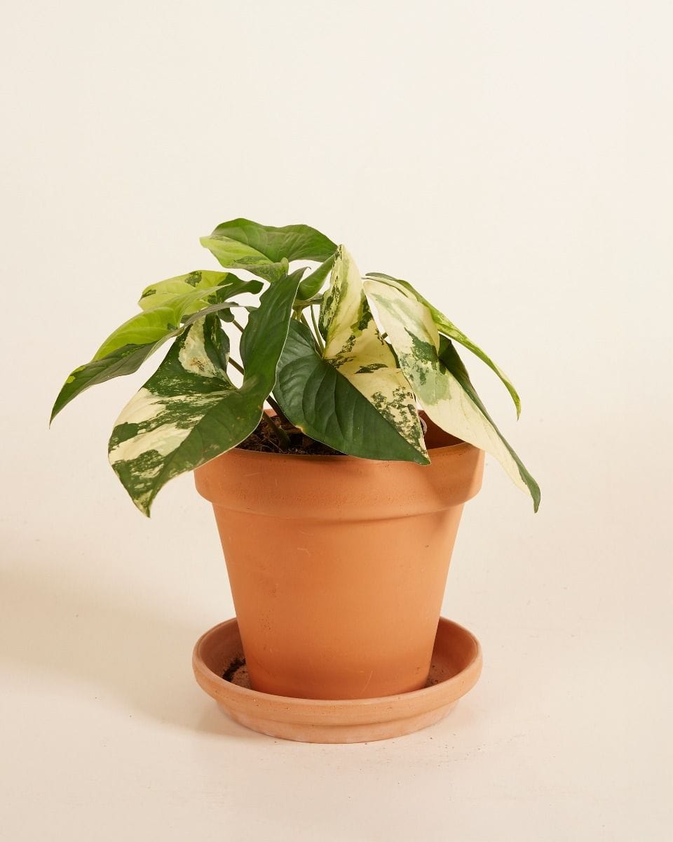 Syngonium Yellow Aurea Variegata
