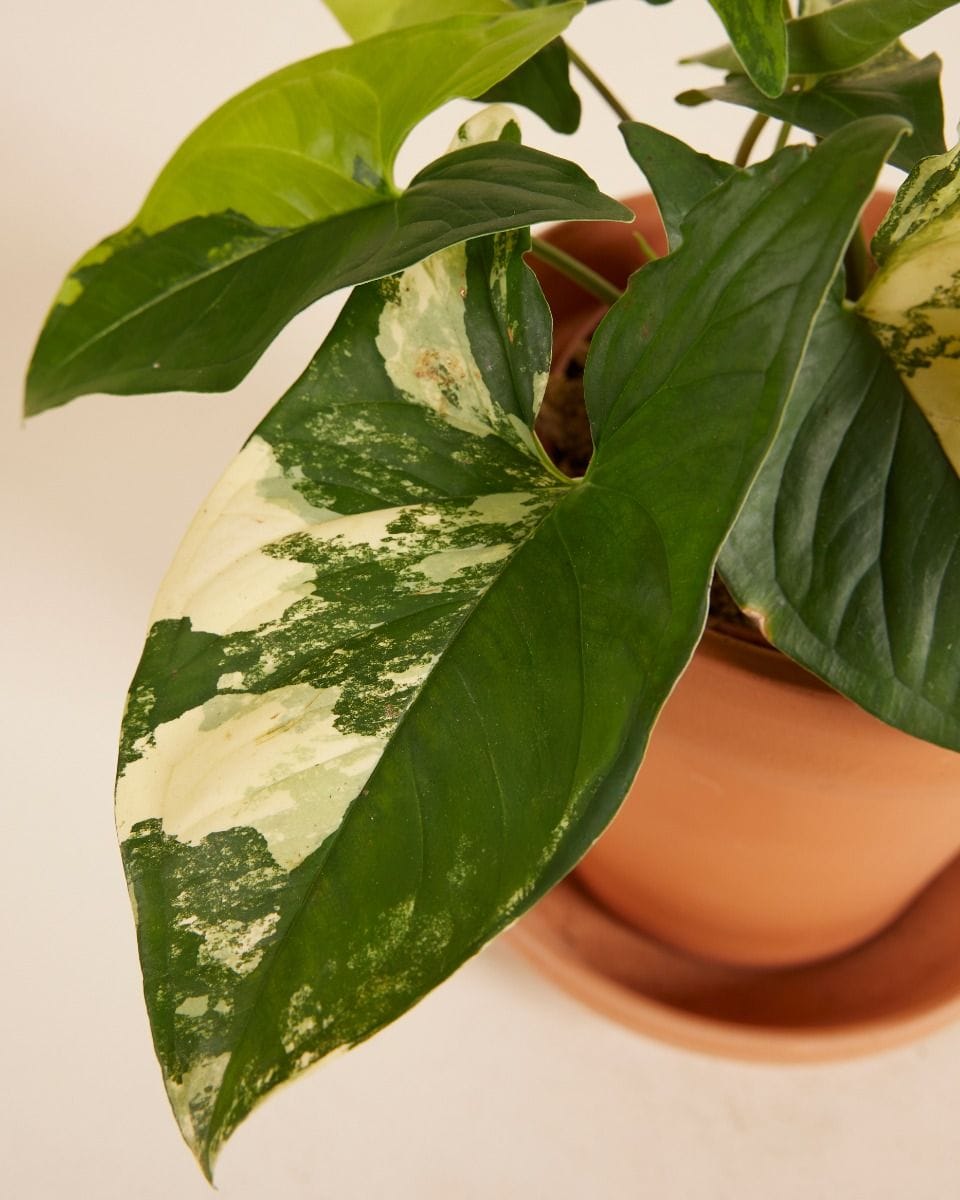 Syngonium Yellow Aurea Variegata