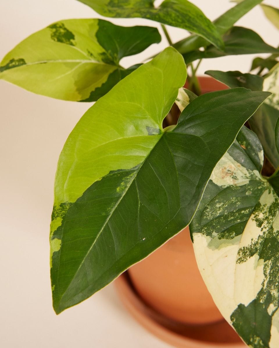 Syngonium Yellow Aurea Variegata