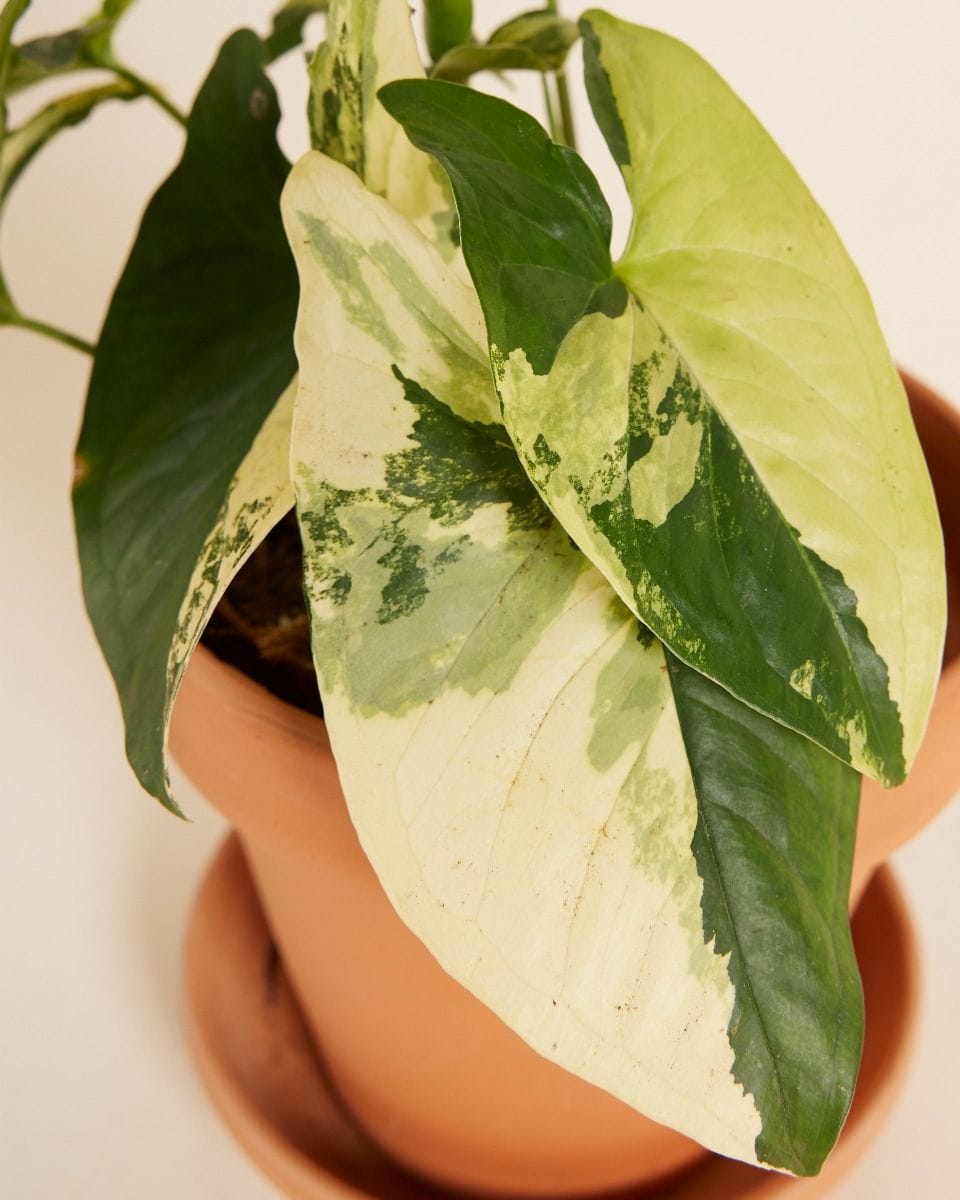 Syngonium Yellow Aurea Variegata