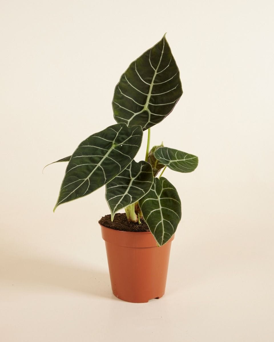 Alocasia Elephant Ears Watsoniana