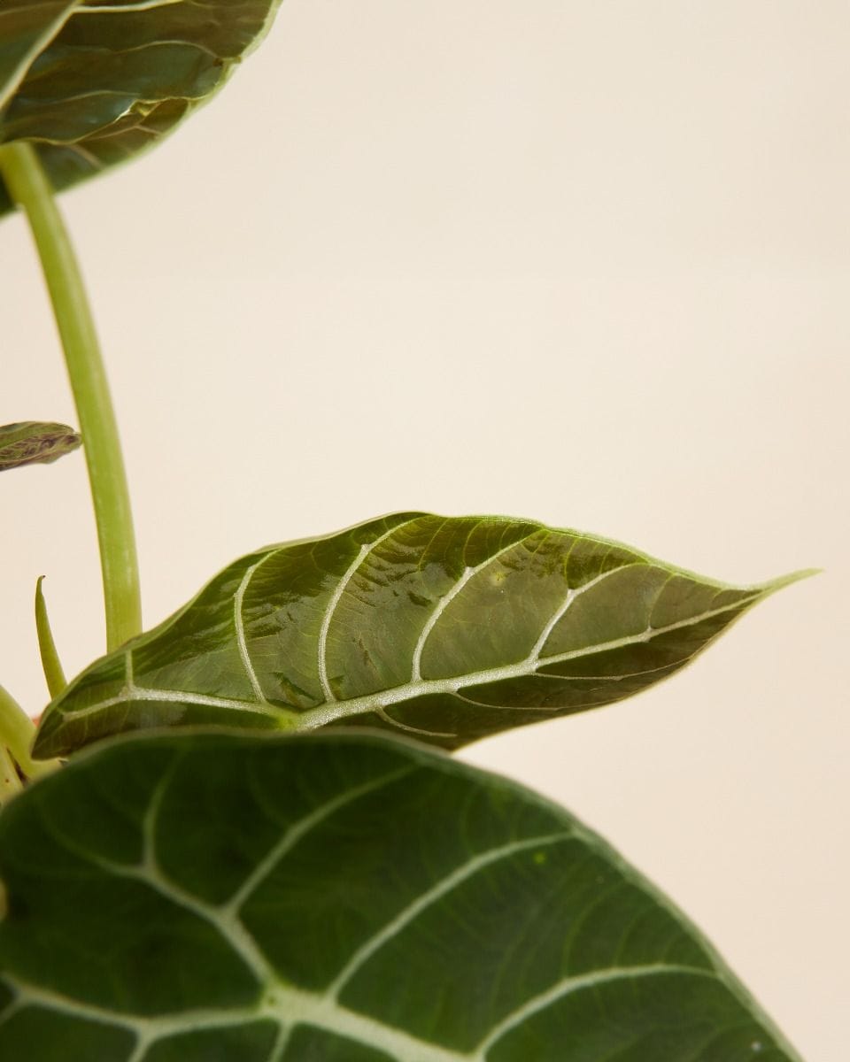Alocasia Elephant Ears Watsoniana