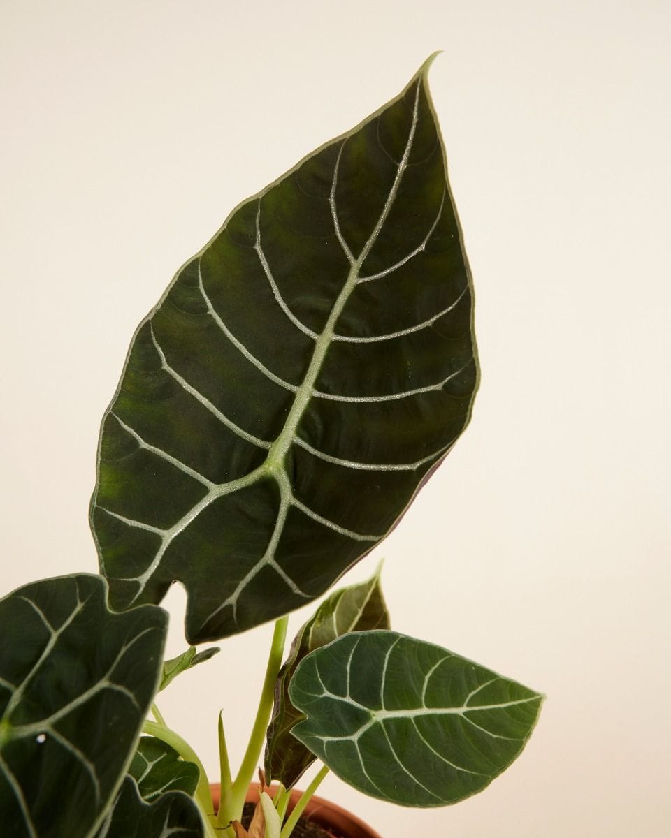 Alocasia Elephant Ears Watsoniana