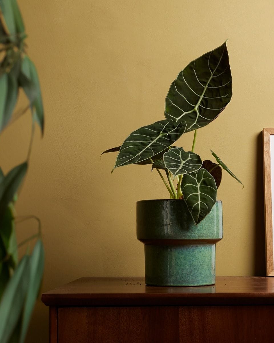 Alocasia Elephant Ears Watsoniana