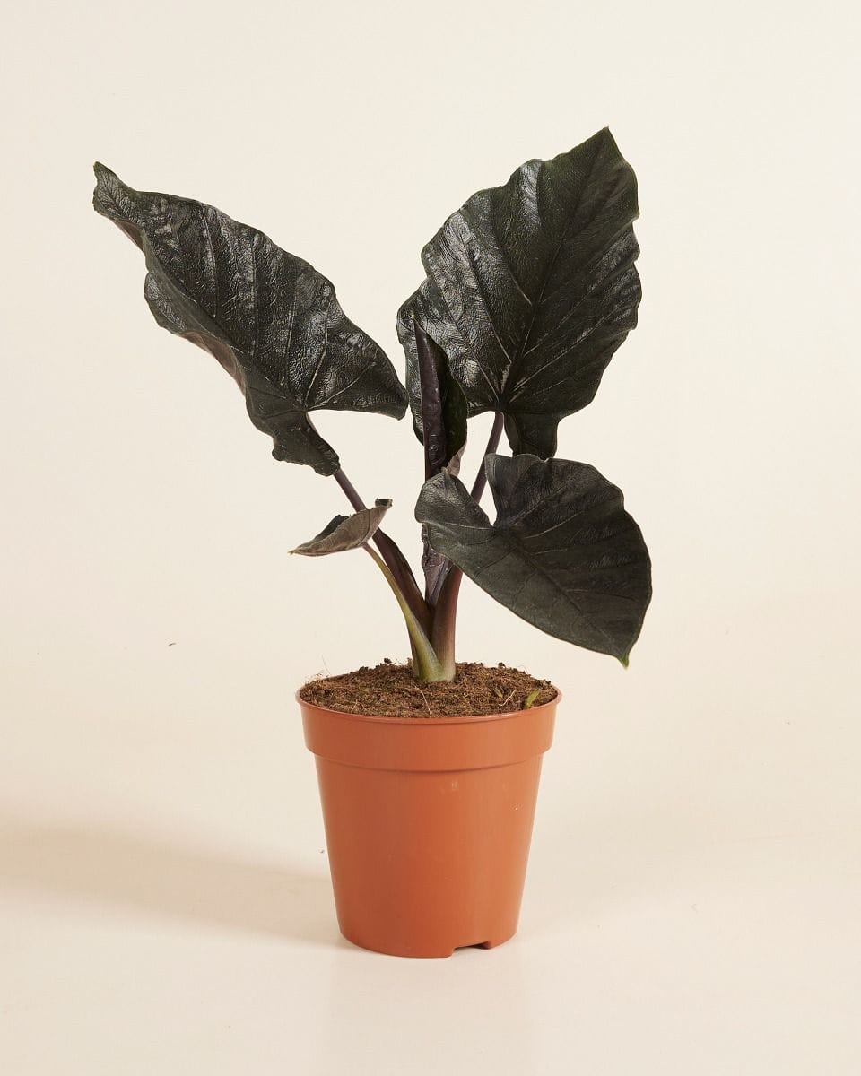 Alocasia Elephant Ears Antoro