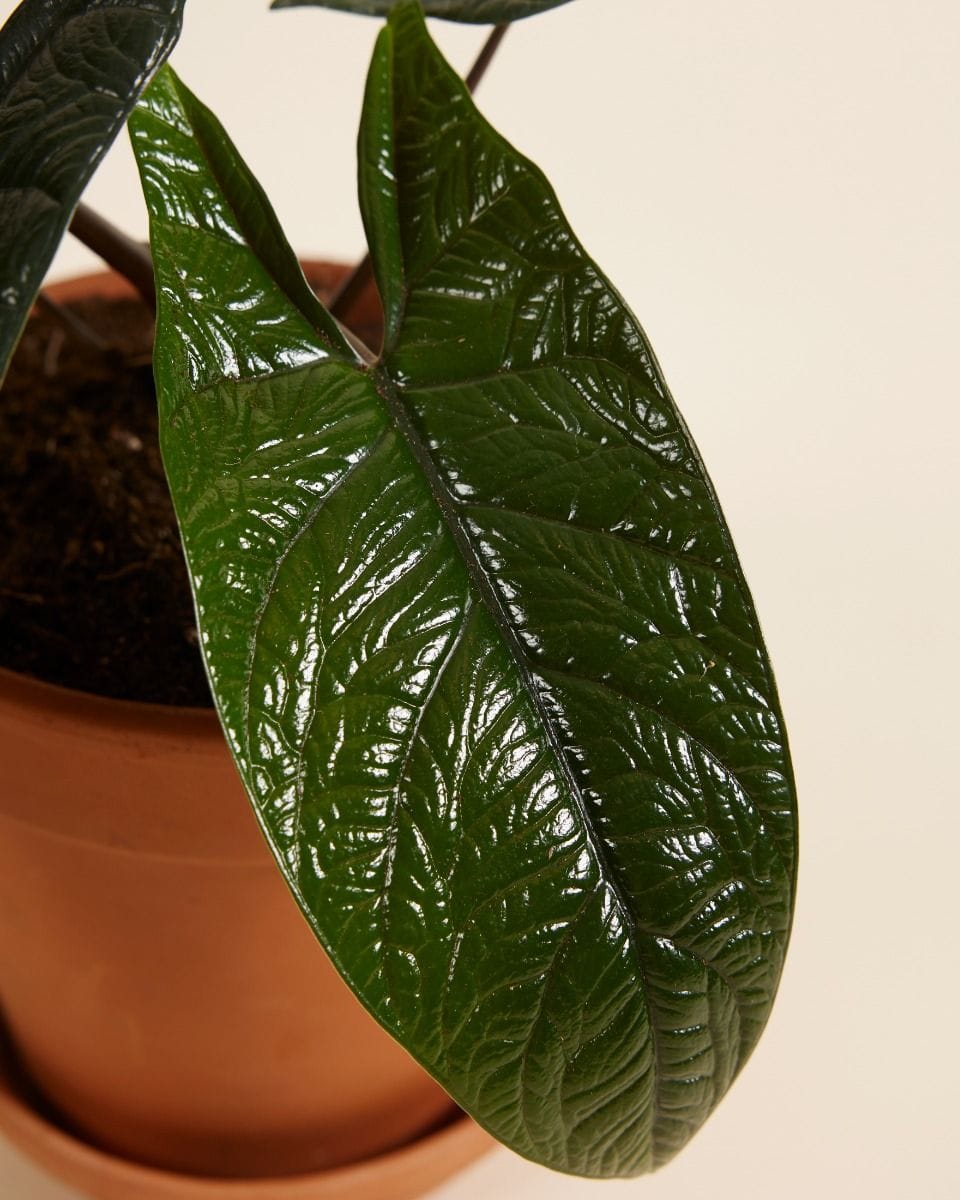 Alocasia Elephant Ears Scalprum