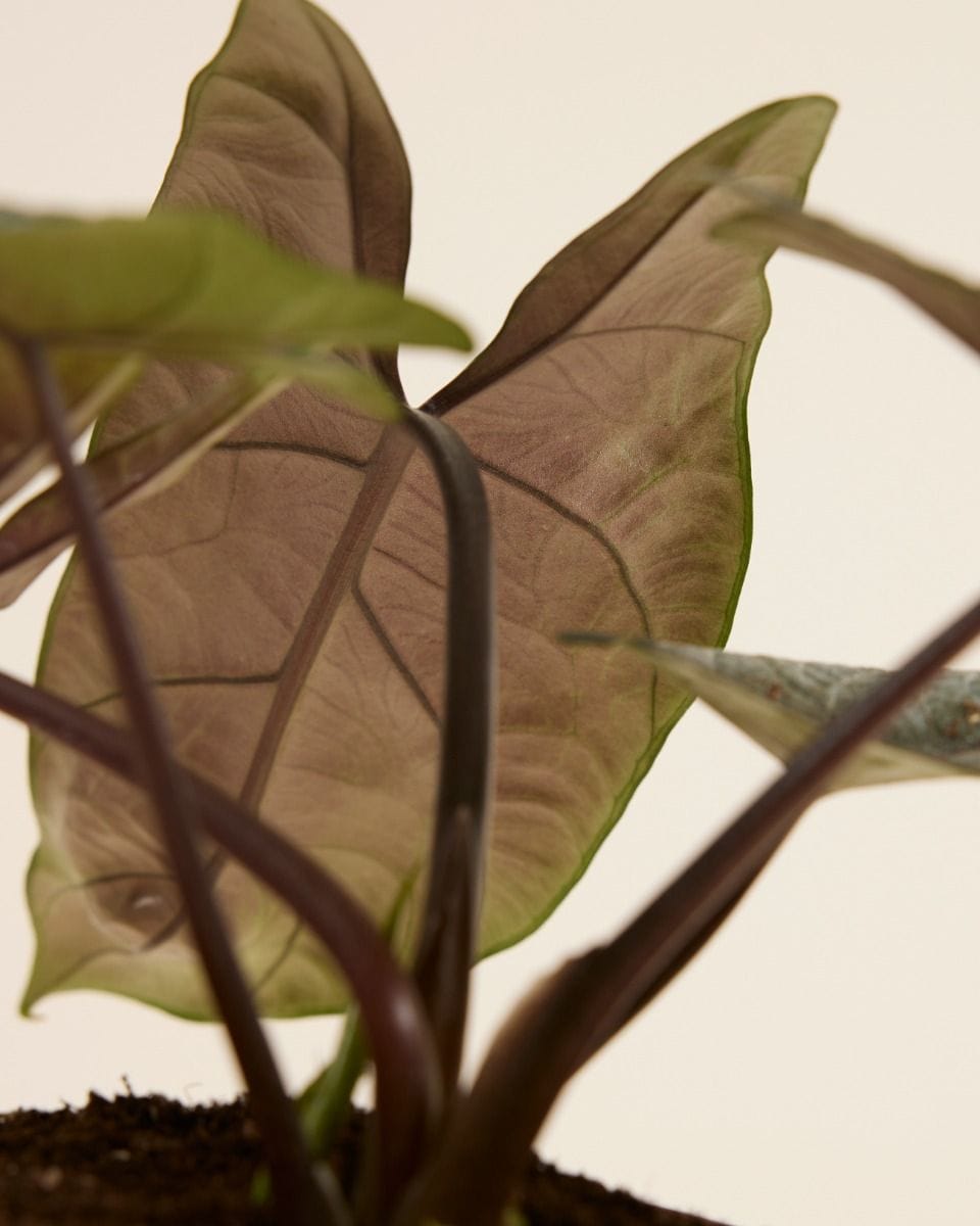 Alocasia Elephant Ears Scalprum