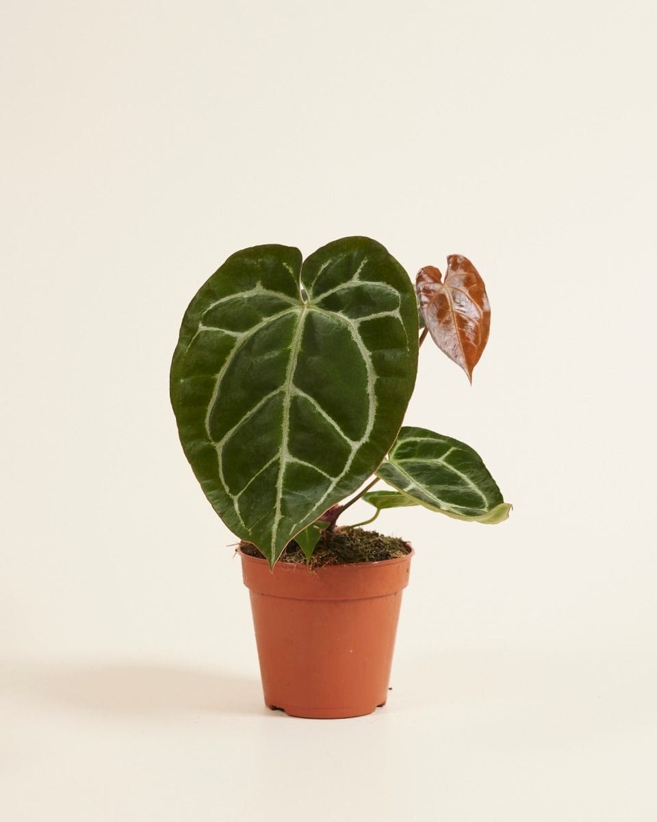 Anthurium Flamingo flowers Crystallinum