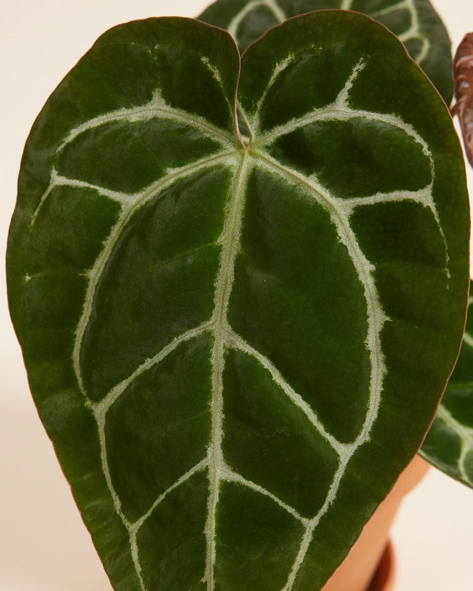 Anthurium Flamingo flowers Crystallinum