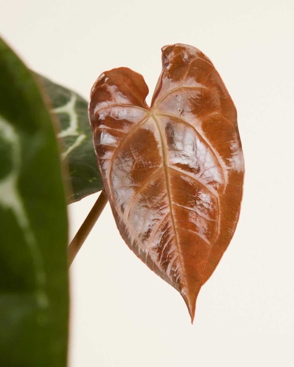 Anthurium Flamingo flowers Crystallinum