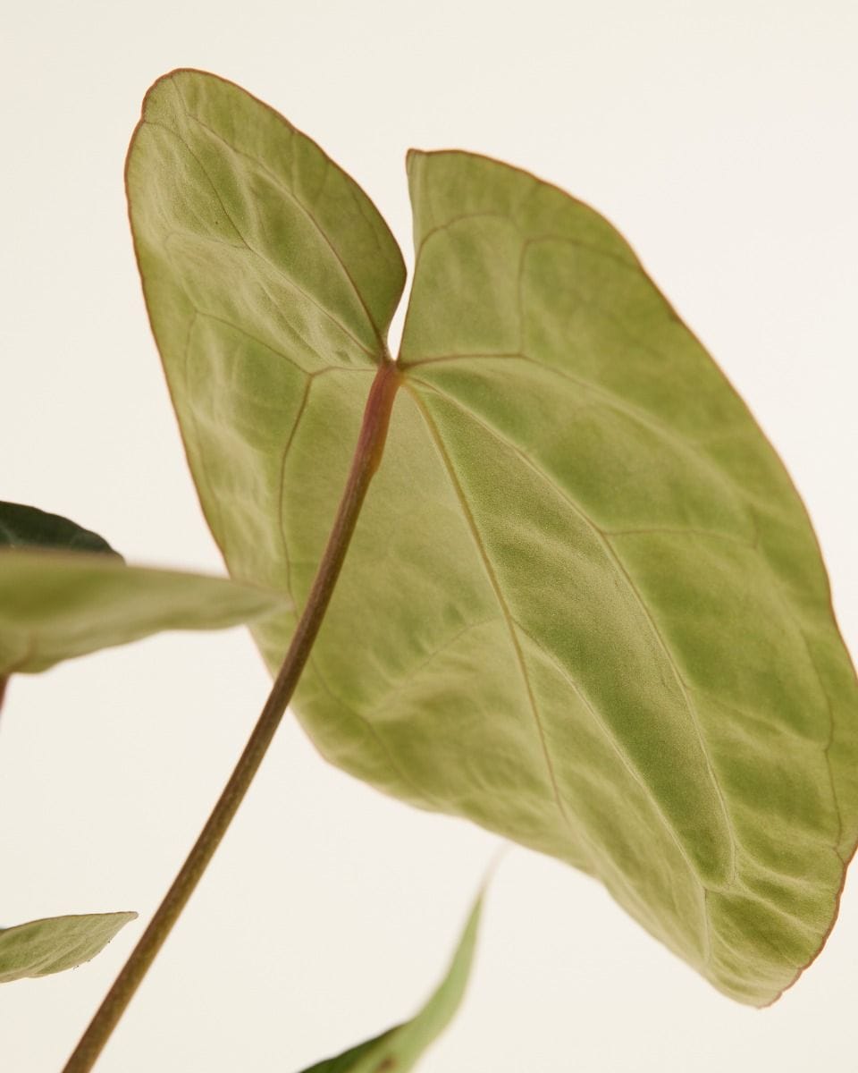 Anthurium Flamingo flowers Crystallinum