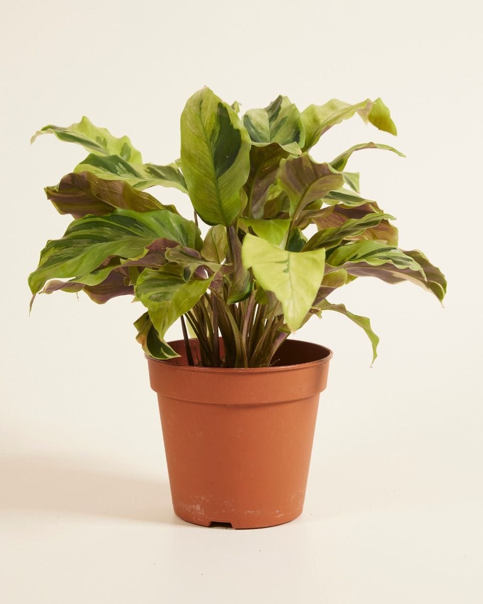 Calathea Pfeilwurze Yellow Fusion