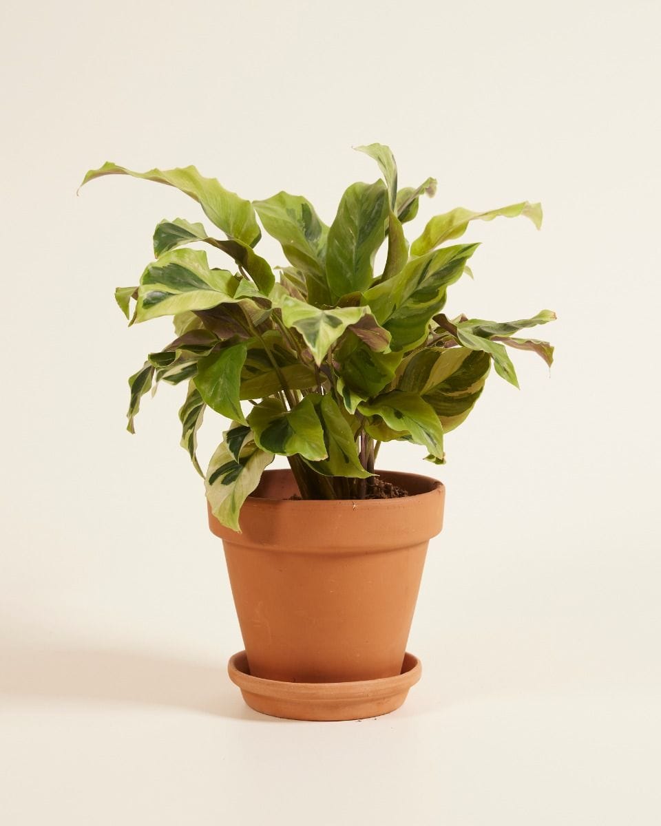 Calathea Pfeilwurze Yellow Fusion