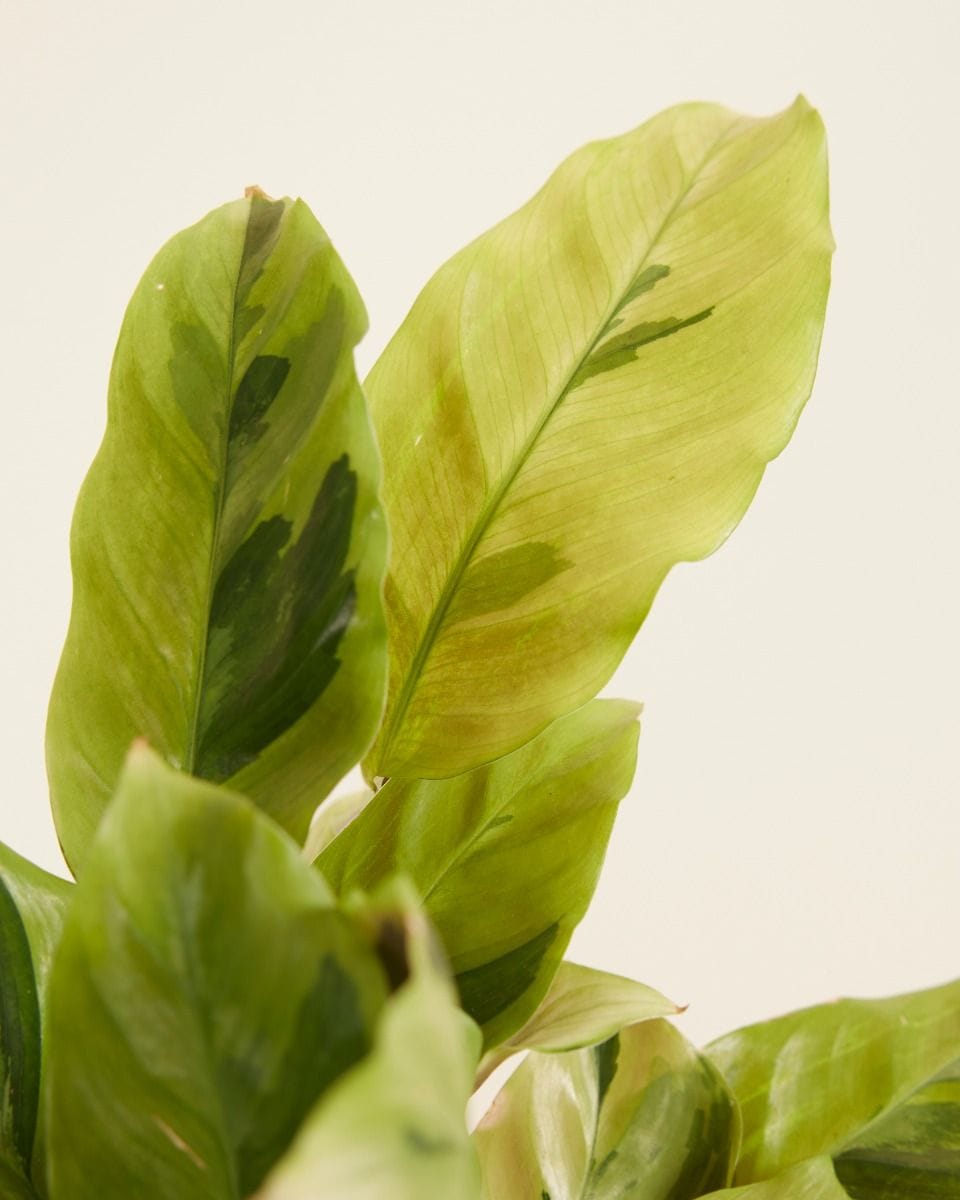 Calathea Pfeilwurze Yellow Fusion