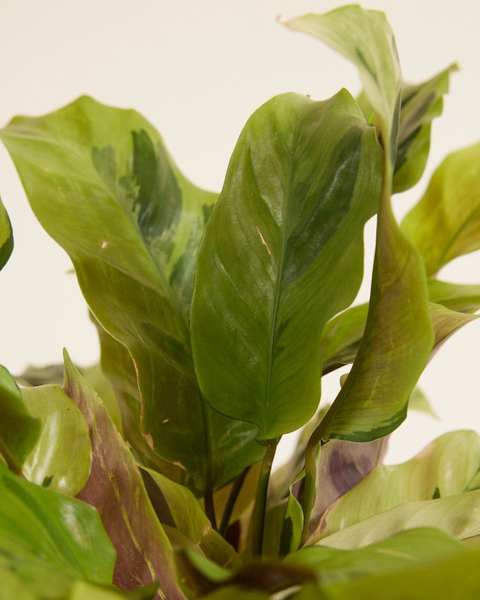 Calathea Pfeilwurze Yellow Fusion