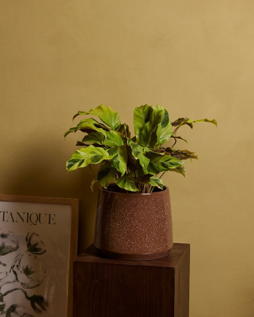 Calathea Pfeilwurze Yellow Fusion