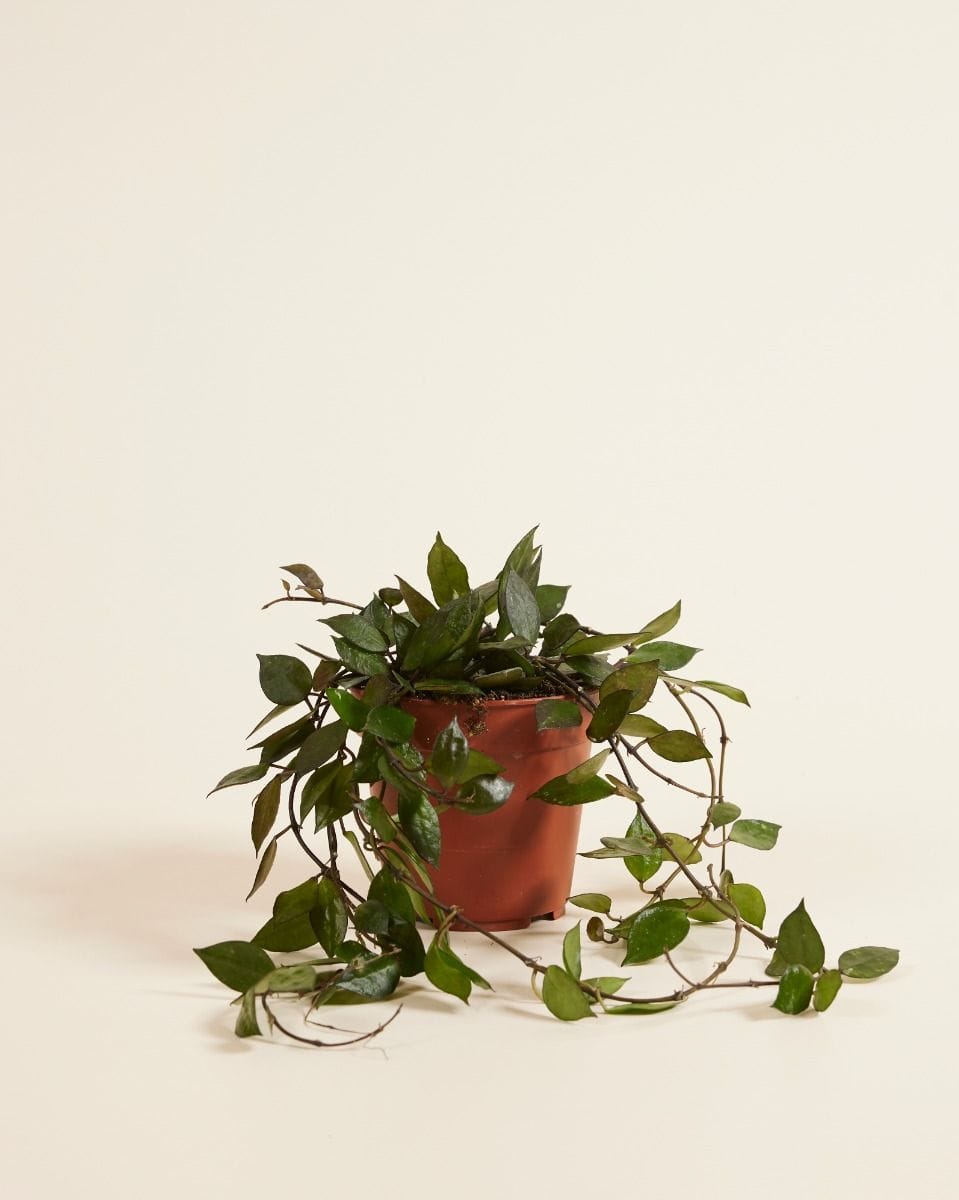Hoya Kroniana Black