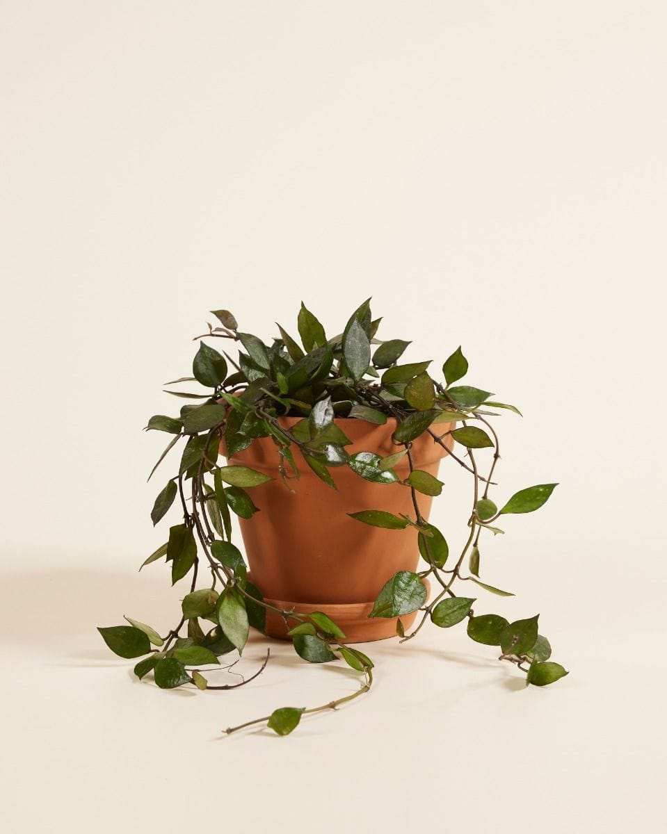 Hoya Kroniana Black