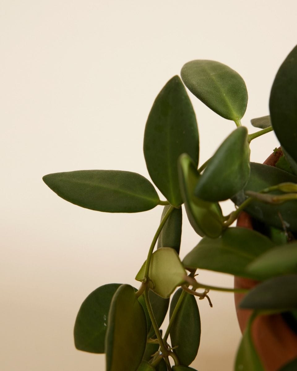 Hoya Burtoniae Green