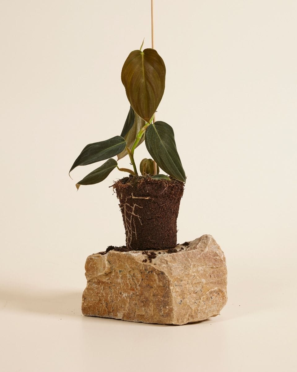 Philodendron Gigas