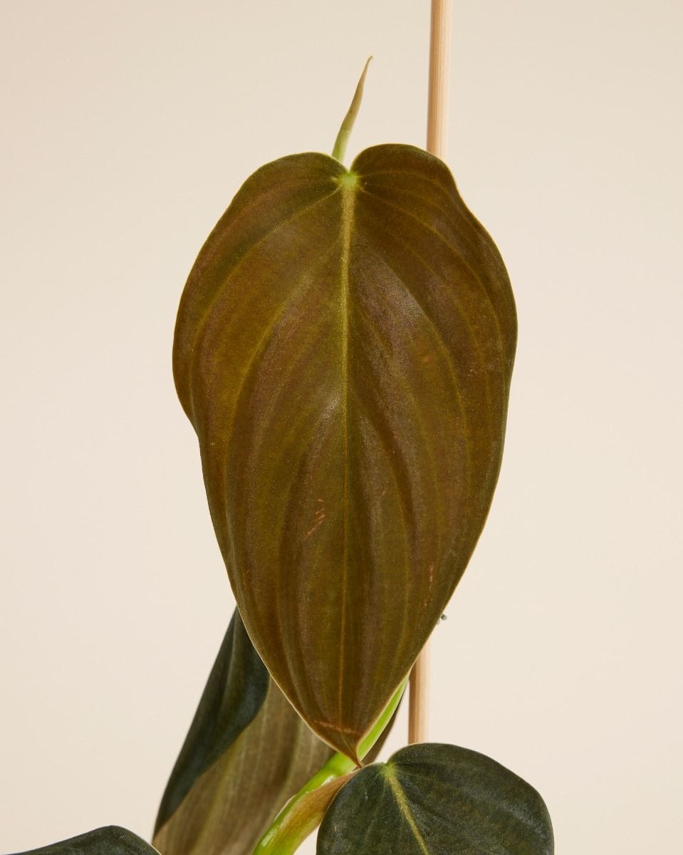 Philodendron Gigas