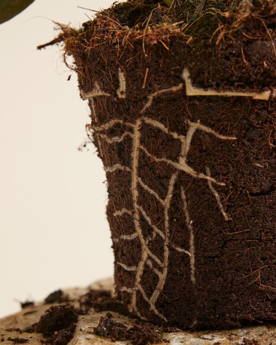Philodendron Gigas