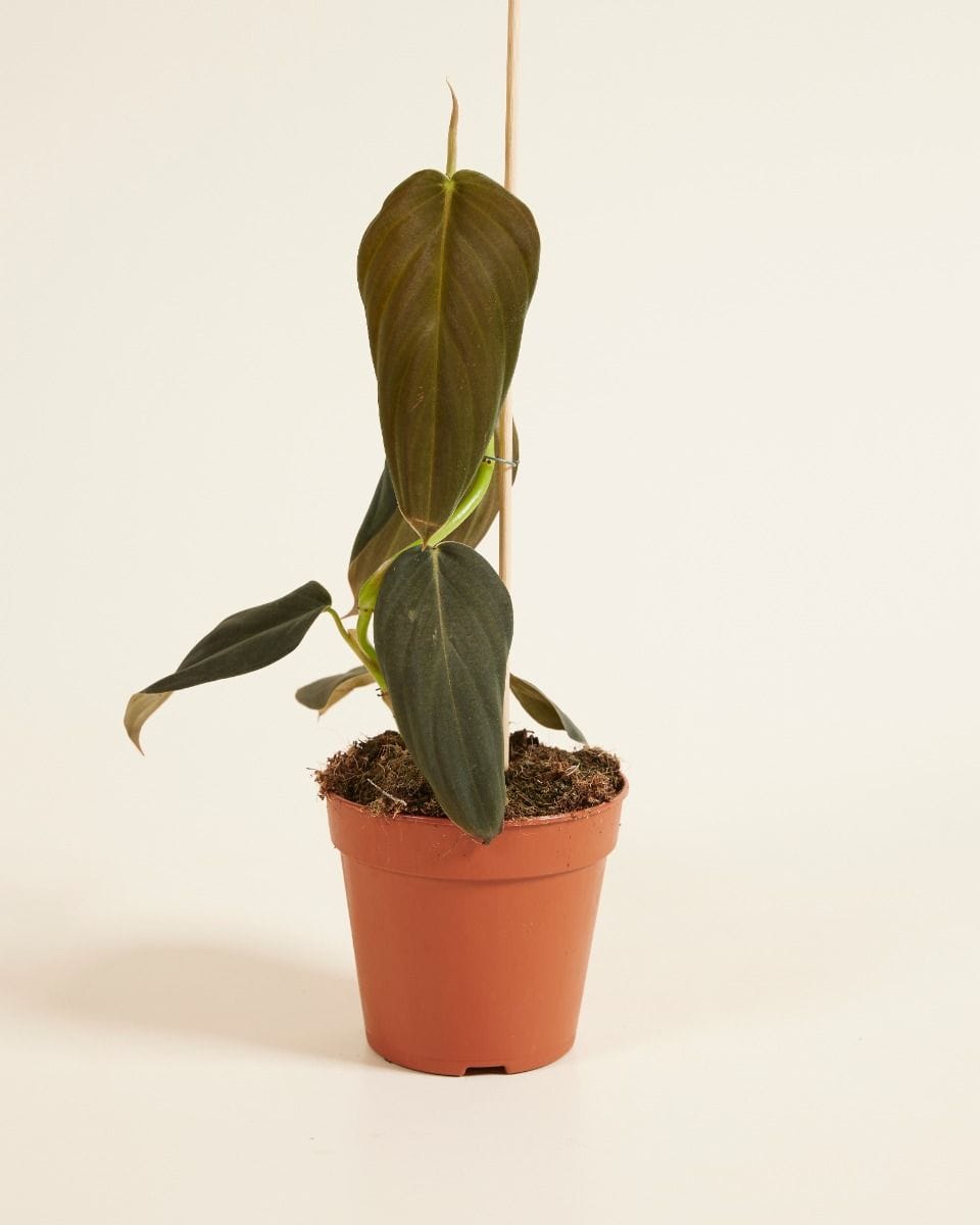Philodendron Gigas