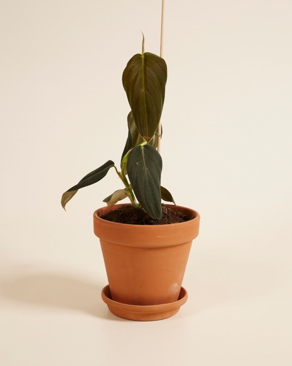 Philodendron Gigas