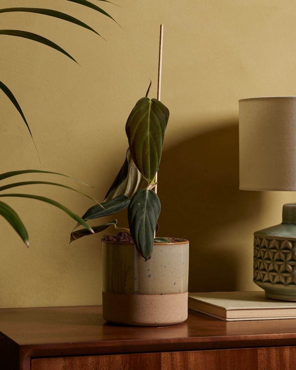 Philodendron Gigas