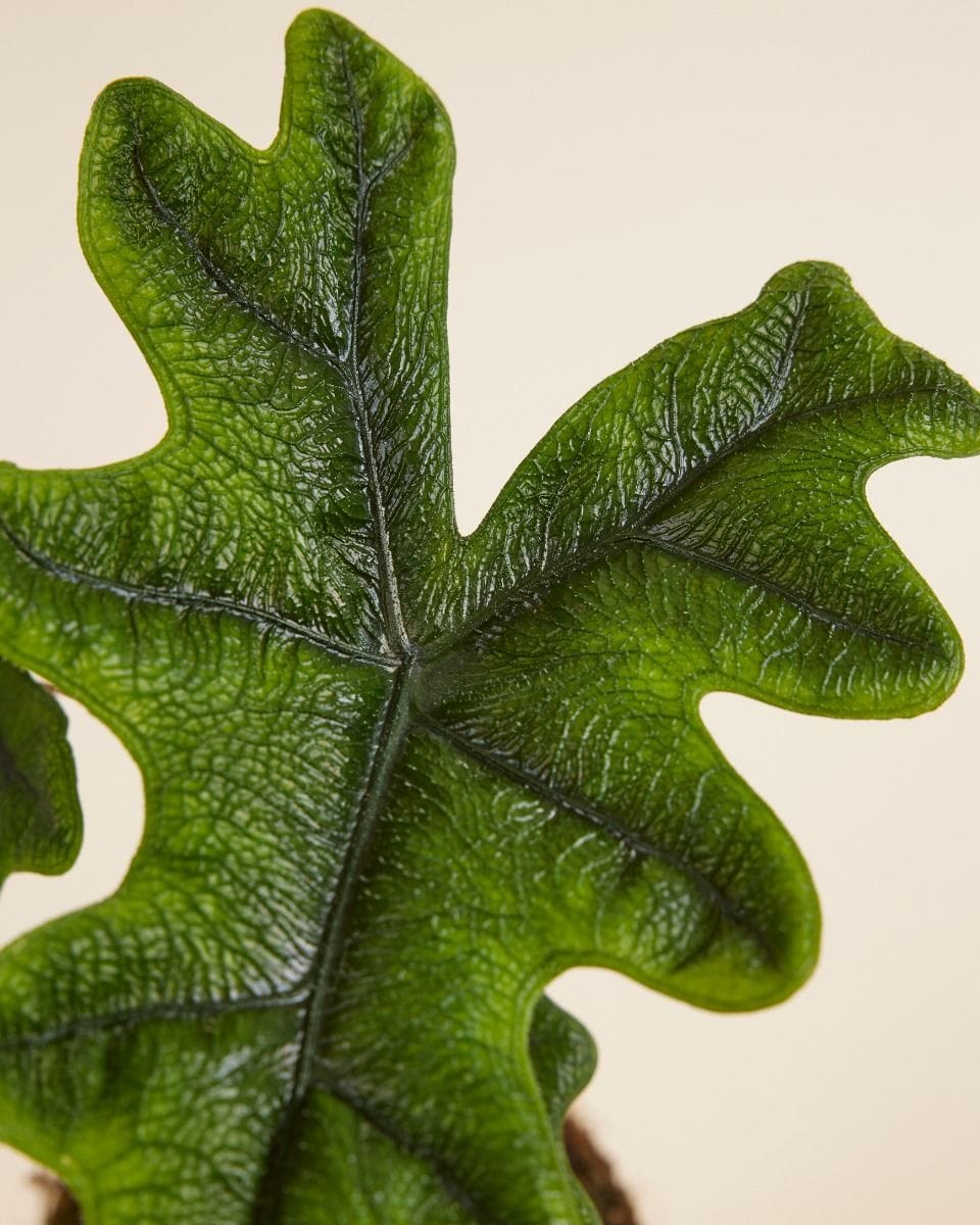 Alocasia Olifantsoor Jacklyn