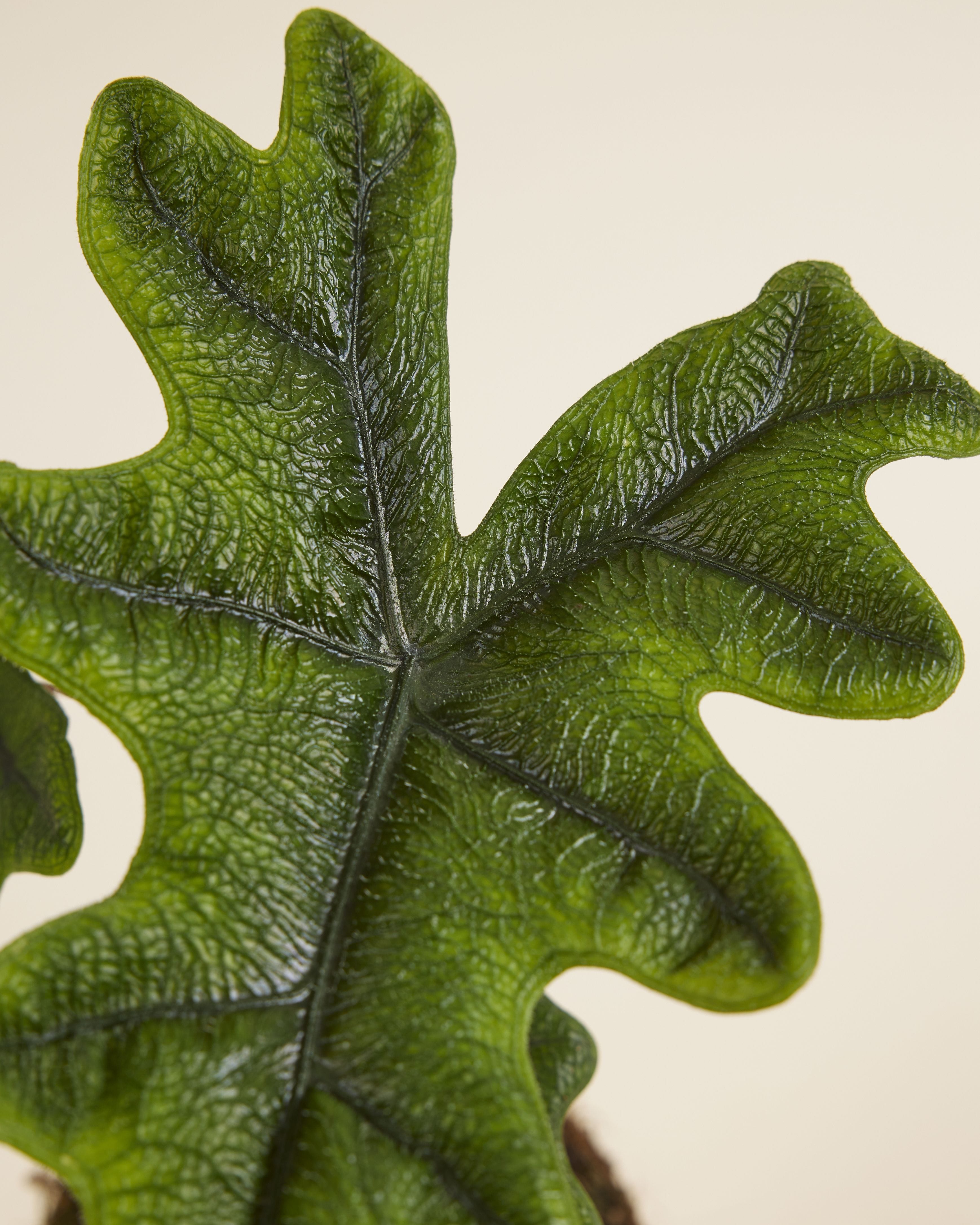 Alocasia Elephant Ears Jacklyn